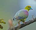 Wedge-tailed Green Pigeon (34439653416).jpg