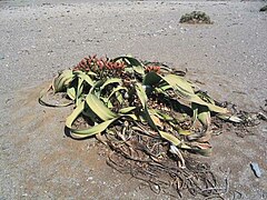 Βελβίτσια η θαυμαστή (Welwitschia mirabilis)