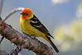 Western Tanager piranga ludoviciana; дене көрінетін, ер.jpg