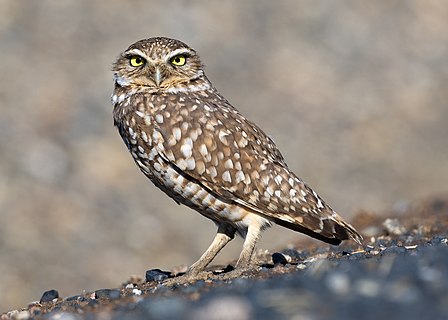 Western burrowing owl (Athene cunicularia hypugaea)