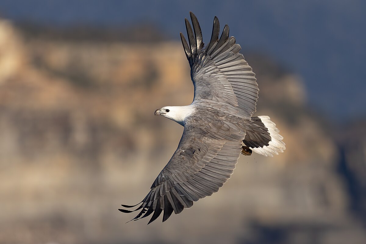 White-tailed eagle - Wikipedia