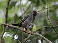 Thrush,_White-chinned Turdus aurantius