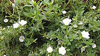 White Portulaca grandiflora (പത്തുമണി പൂവ്)