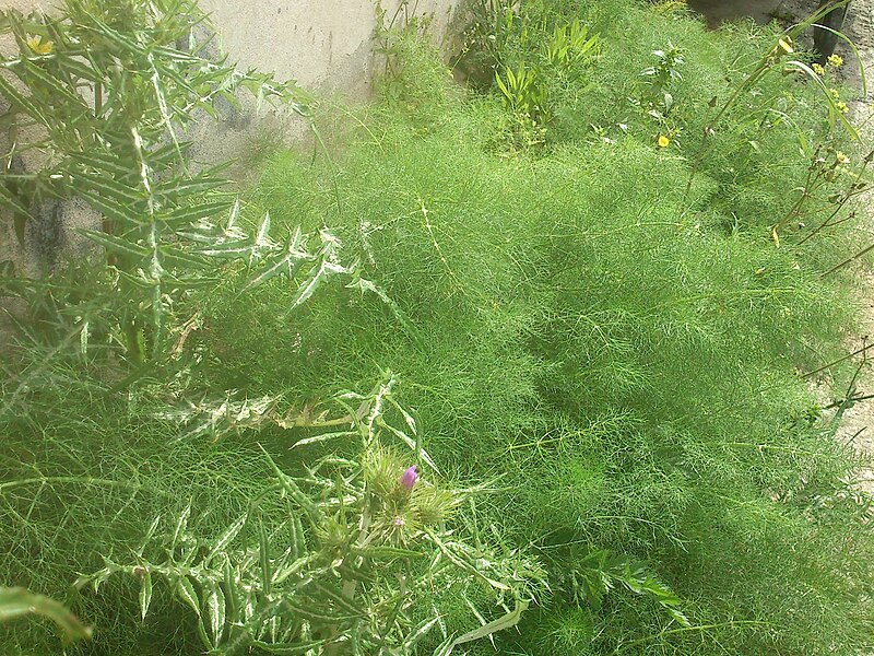 File:Wild herbs on side road in Argostoli.JPG