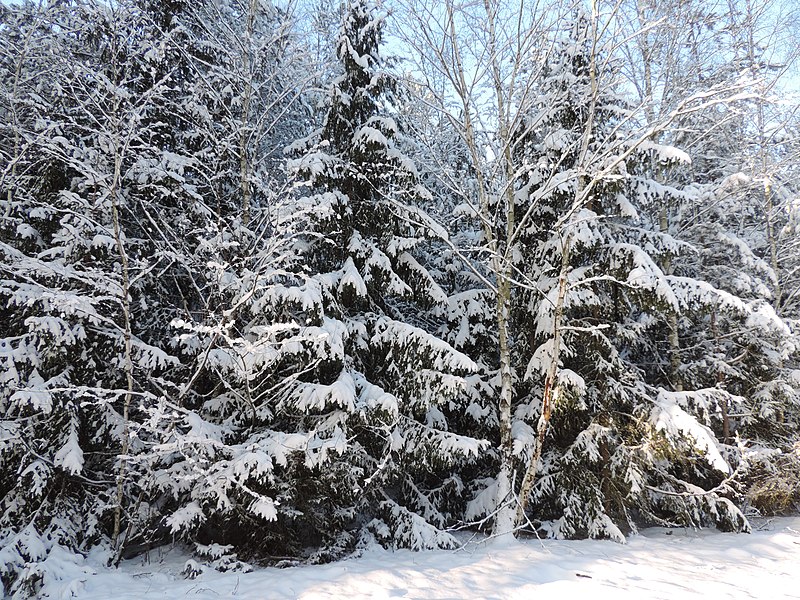 File:Winter in der Luckenwalder Heide - panoramio.jpg