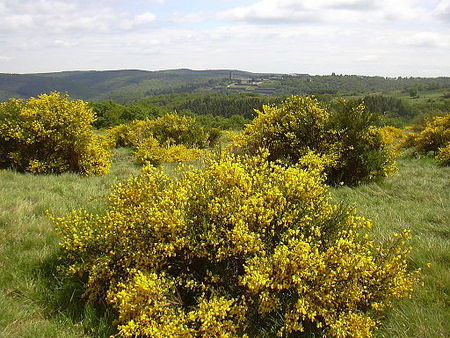 Wollseifen Wanderweg