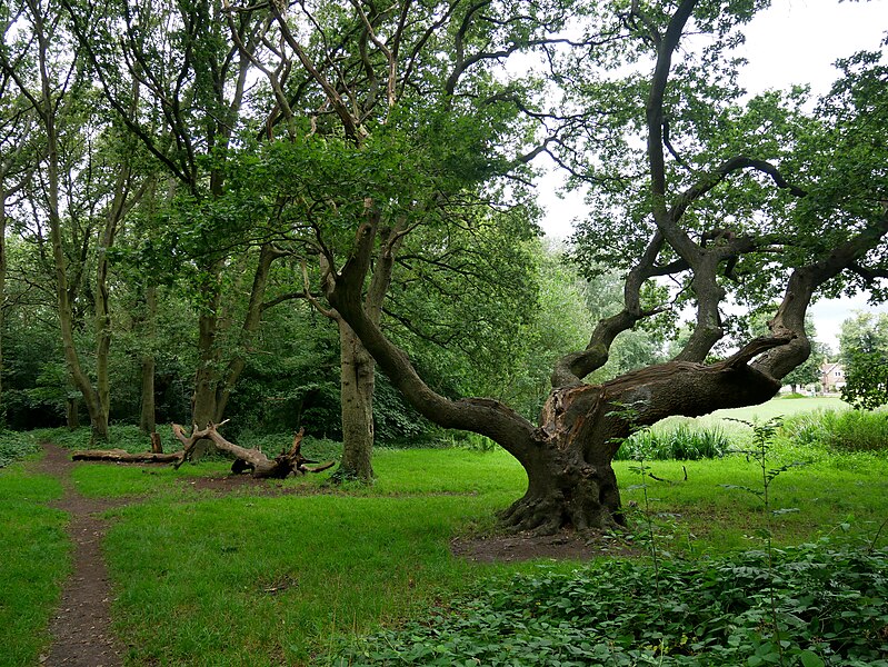 File:Woodland at the Southwest of Barnes Common (01).jpg