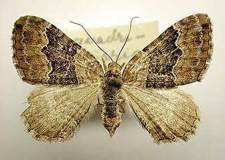 <i>Xanthorhoe quadrifasiata</i> Species of moth