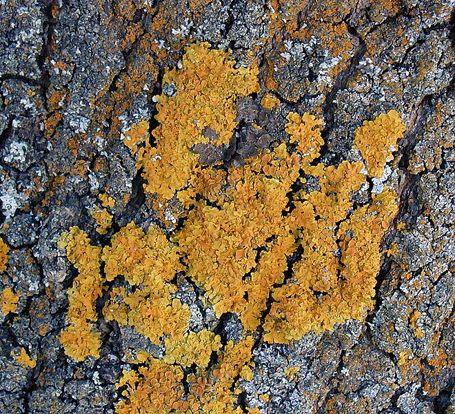 File:Xanthoria-parietina.jpg