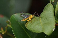 Sariq Ichneumon Wasp.jpg