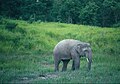 Young wild tusker shot by an 'officer' as it 'troubled' his camp elepahnts. Way Kambas, Sumatra,AJTJ.jpg