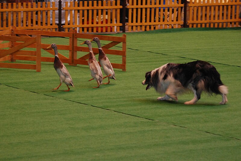 File:Zaganianie kaczek MWPR Katowice 2008 002.JPG