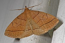 Zanclognatha obscuripennis, Woodbridge, Virginia.jpg