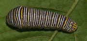 A black form larva