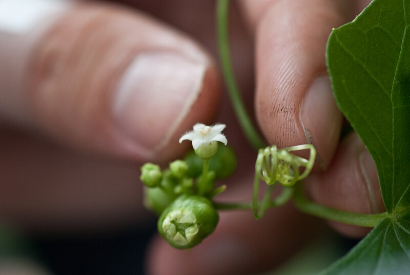 File:Zehneria mucronata.jpg