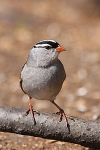 Zonotrichia leucophrys (White-crowned Sparrow)