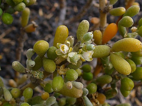 Flowers and beginning of fruit development (see annotations)