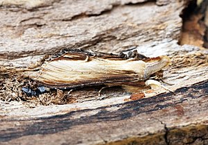 Mullein Monk (Cucullia verbasci)