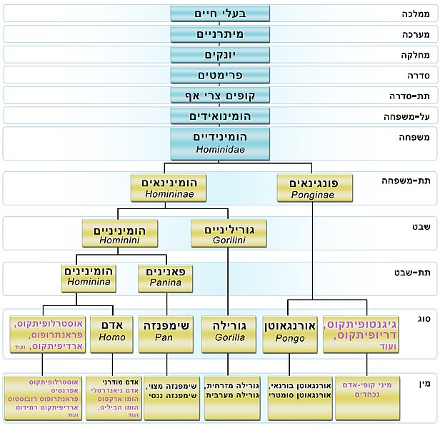 File:תרשים סכמטי של הומינואידים.jpg