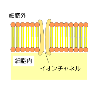 高等学校理科 生物基礎 細胞の構造とはたらき Wikibooks