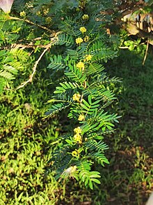 蘇利南合歡 Calliandra surinamensis 20210529152746 11.jpg