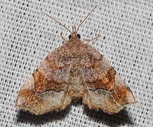 - 8490 – Pangrapta decoralis – Decorated Owlet Moth (18932640839).jpg