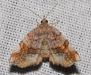 <i>Pangrapta decoralis</i> Species of moth