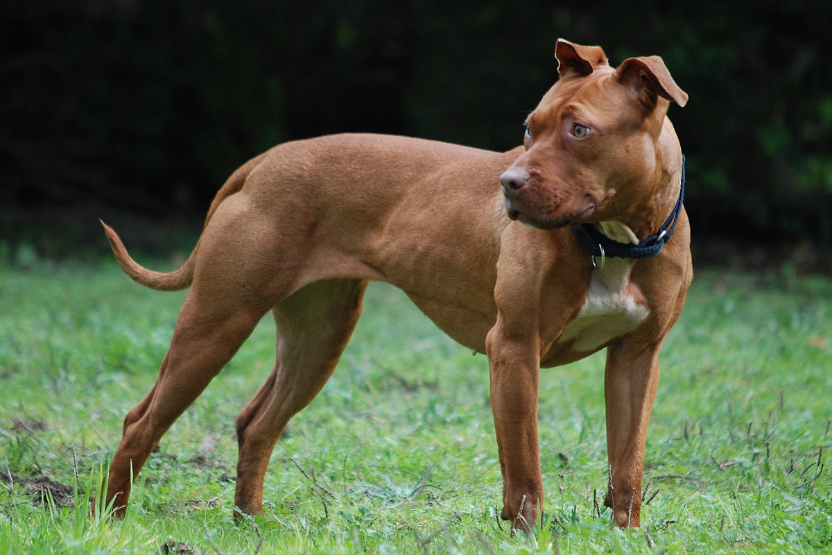 tan blue eyed pitbull