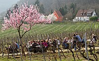 Rank: 41 Almond blossom festival in Gimmeldingen