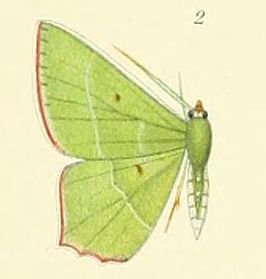 Chrysochloroma megaloptera