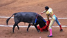 Matador vpravo a v profilu na fotografii, zasazující meč do zadní části býka v profilu a na levé straně