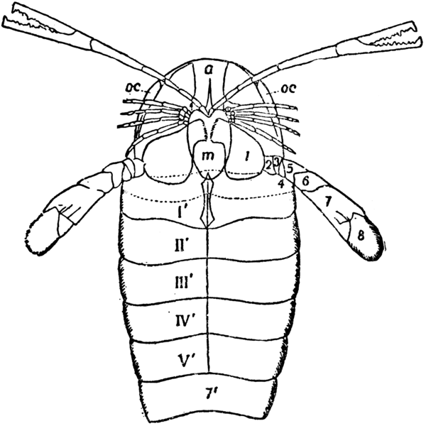 File:1911 Britannica-Arachnida-Pterygotus osiliensis.png