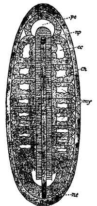 Thumbnail for File:1911 Britannica - Diagram of embryo of Amphioxus.png