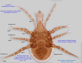 <i>Macrocheles</i> Genus of mites