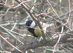 Parus major - Большая синица