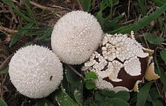 Description de l'image 2012-08-18 Lycoperdon marginatum Vittad 250854.jpg.