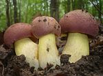 Thumbnail for Butyriboletus fuscoroseus