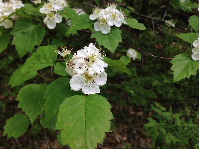 File:2013-05-12 12 30 47 Zoomed view of a Hawthorne along the Wanaque Ridge Trail on the Indian Point Trail in Ramapo Mountain State Forest.jpg