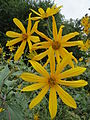 Паксянь чиньжарамо (Helianthus tuberosus)