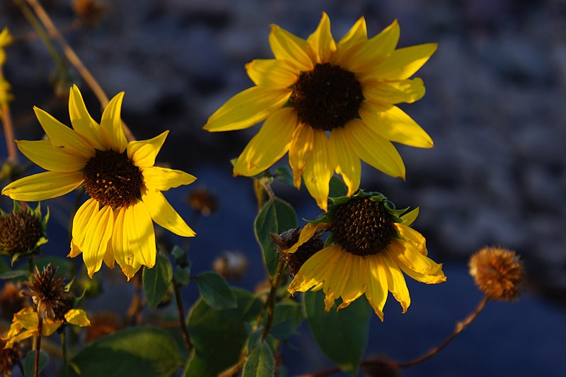 File:2014, Salt River, Annual Sunflower, Helianthus Annuus - panoramio.jpg