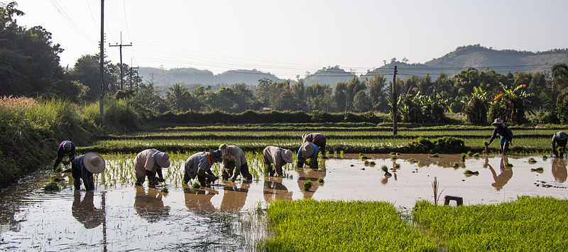File:2014 Rice planting Mae Chan district 3.jpg