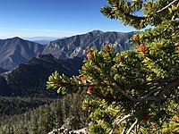 Loof en dennenappels. Boom in de Spring Mountains, Mount Charleston Wilderness.