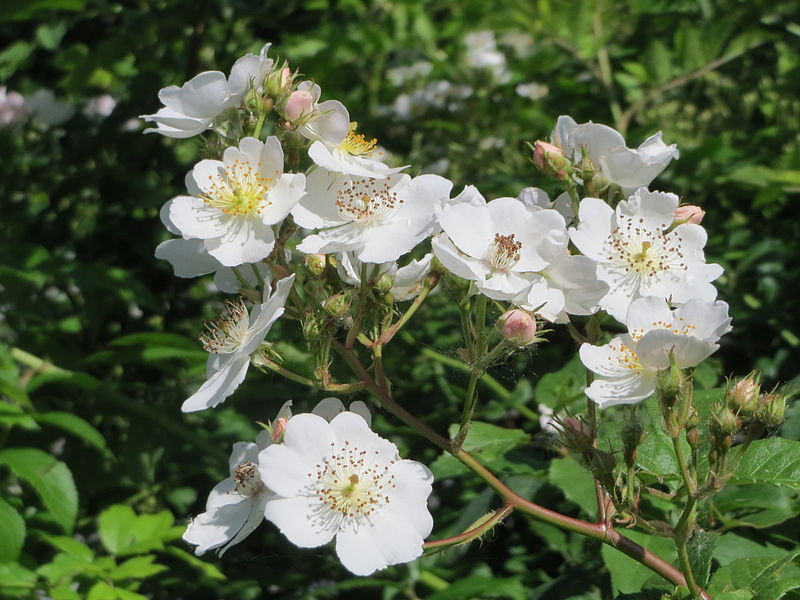 File:20150518Rosa multiflora2.jpg