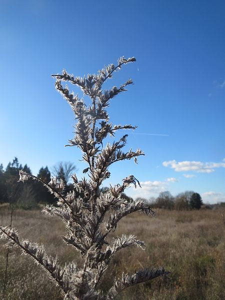 File:20161128Echium vulgare3.jpg