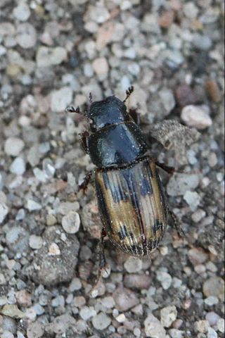 <span class="mw-page-title-main">Aphodiini</span> Tribe of beetles