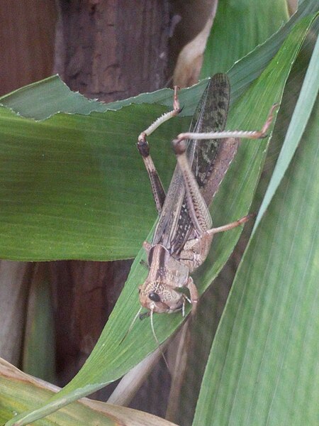 File:20180825 Vlinders aan de Vliet 32 - Locusta migratoria.jpg