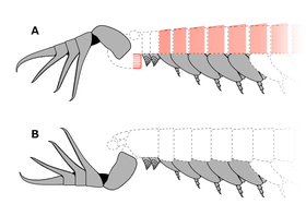 Interpretations on Parapeytoia yunnanensis as a radiodont (A) and jianfengiid megacheiran (B) respectively. Red parts indicating suggested radiodont-like features with questionable affinity. Dark grey indicating other structures unambiguously belong to this species. 20191021 Parapeytoia yunnanensis interpretation.png