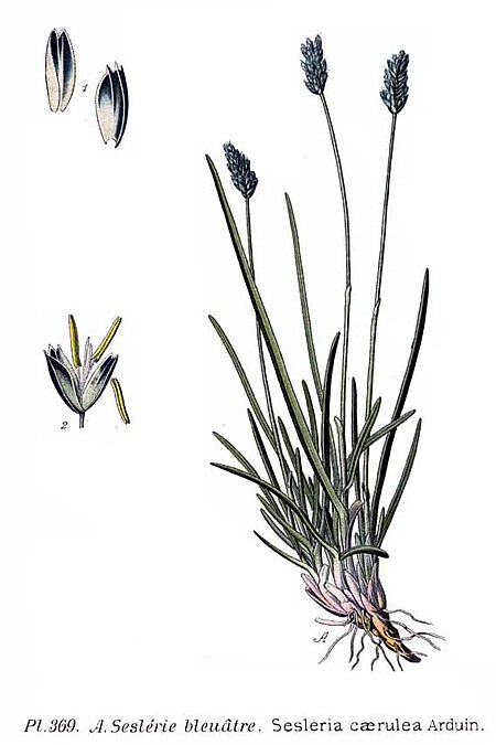 Tập_tin:369_Sesleria_caerulea_Arduin.jpg