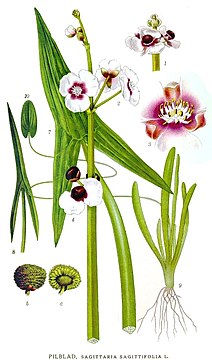 Obična strelica, Sagittaria sagittifolia