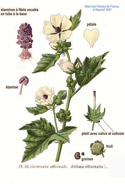 Алтея на латинском. Алтей лекарственный (Althaea officinalis). Althea officinalis семейство. Ботанический рисунок Алтея лекарственная. Алтей гербарий.